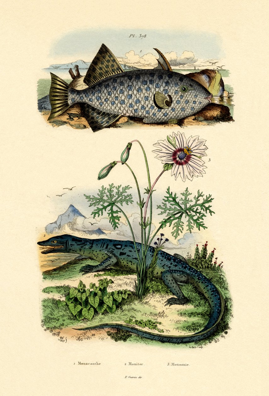 Filefish Whitespotted, 1833-39 de French School