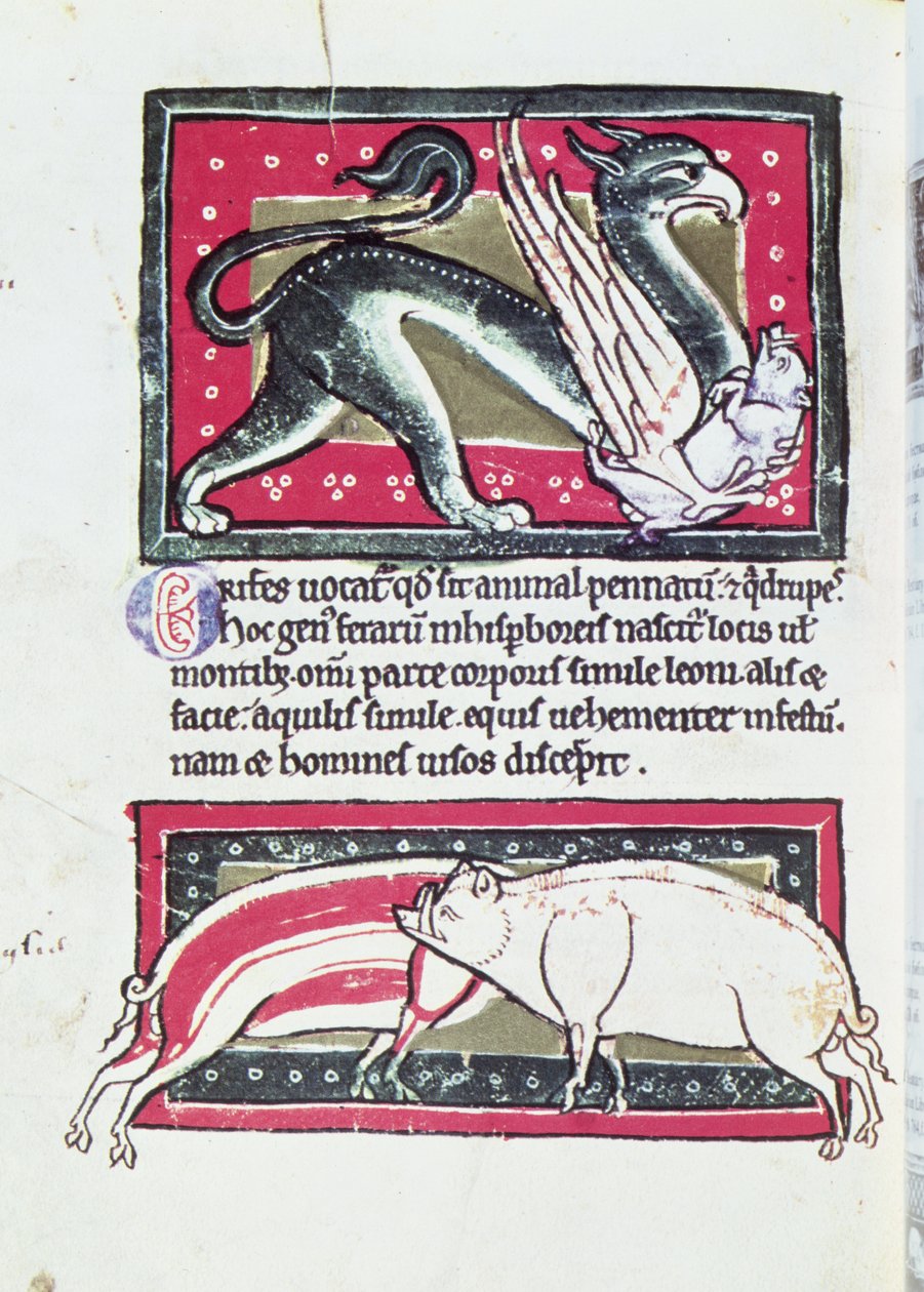 Javali e Griffon, em miniatura da Saltykowchsh Edrin Bestiary de French School