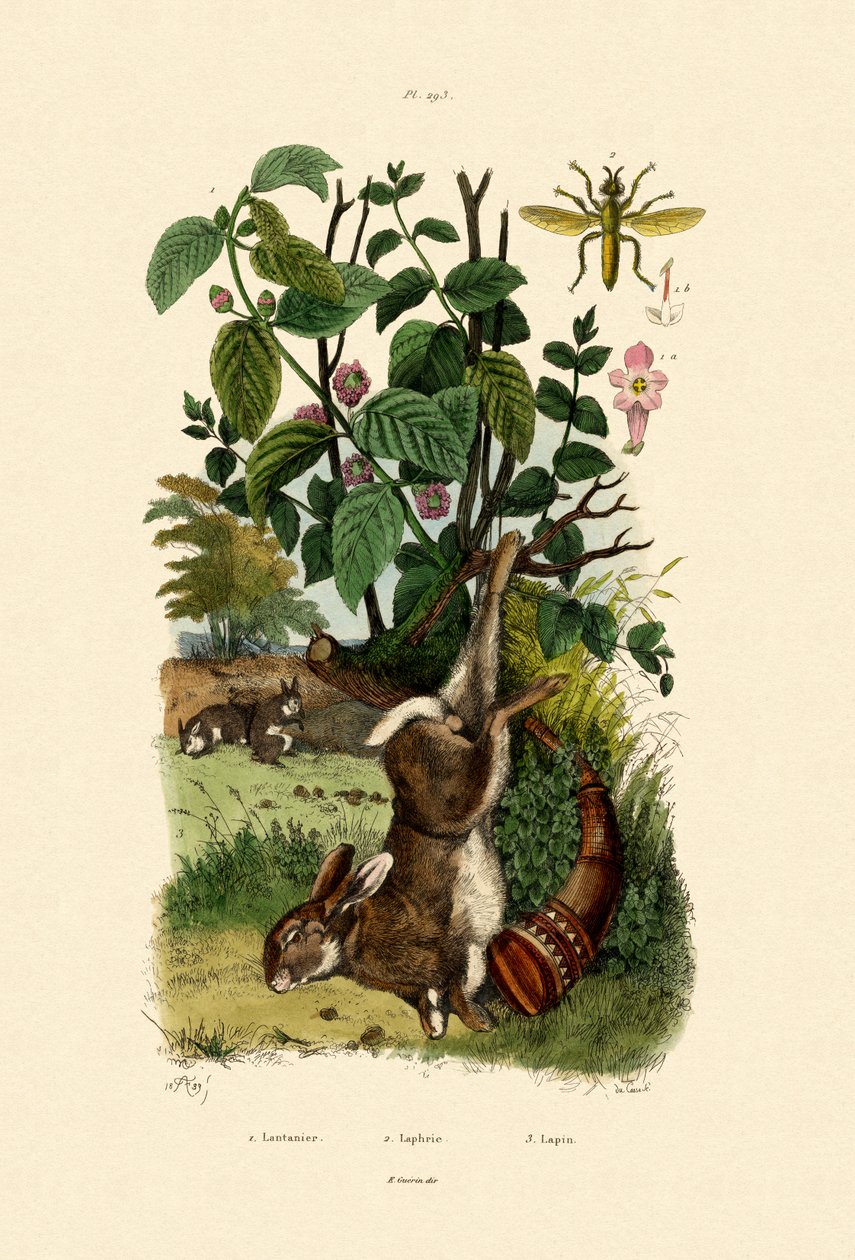 Sábio Selvagem, 1833-39 de French School