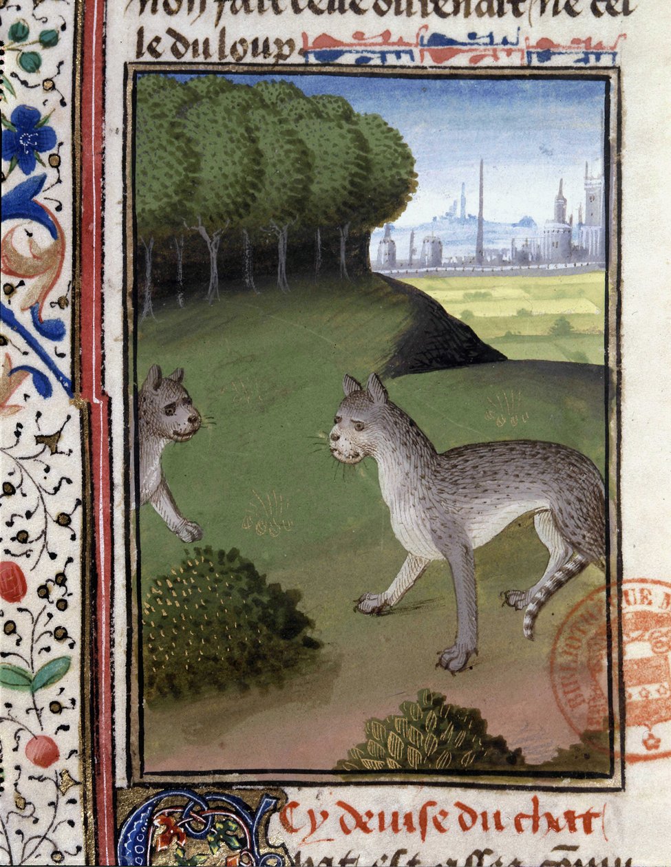 Gatos selvagens - no "Livro de Caça de Gaston Phoebus, Conde de Foix, Senhor de Bearn". de French School