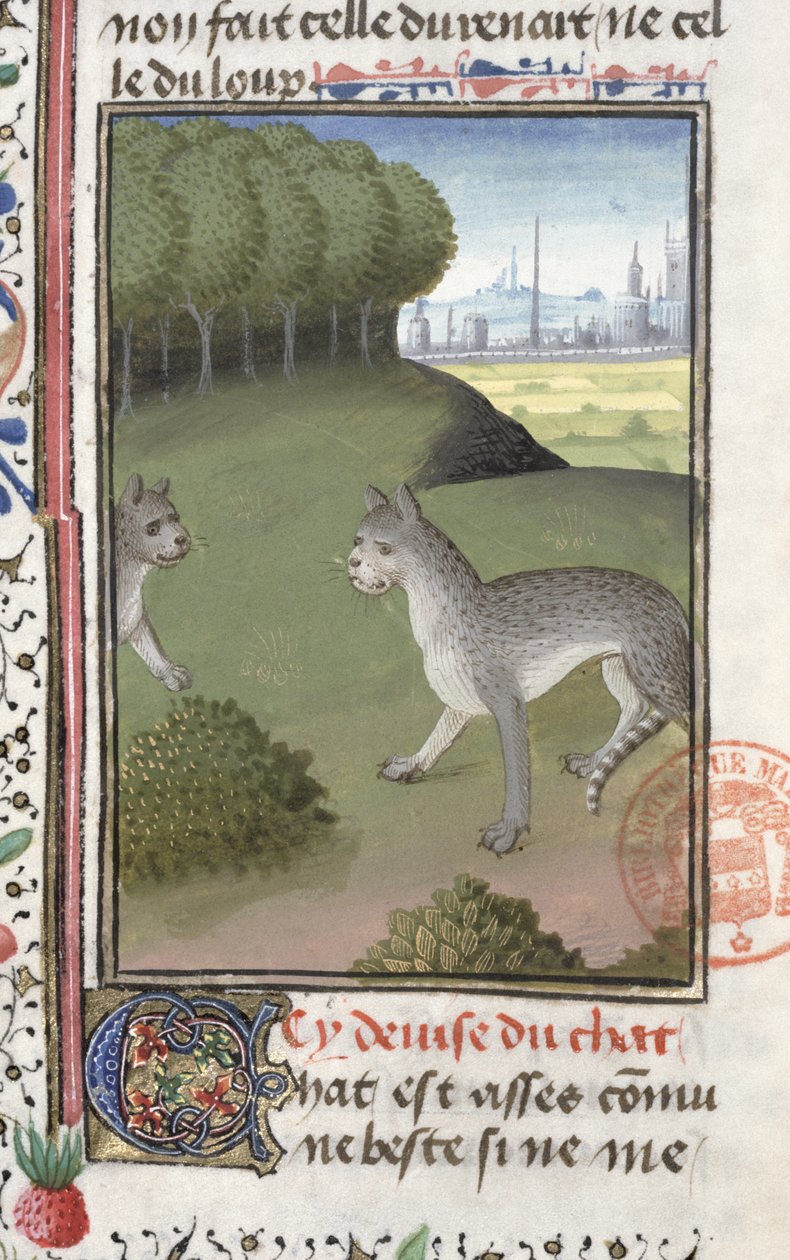 Gatos selvagens, do livro de caça por Gaston Phebus de Foix (1331-91) de French School