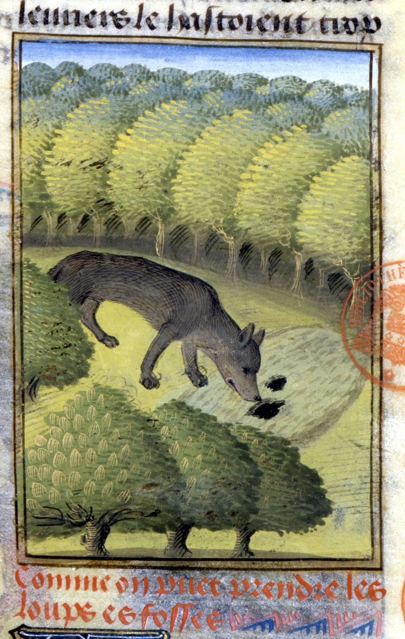 Lobo - no "Livro de Caça de Gaston Phoebus, Conde de Foix, Senhor de Béarn". de French School