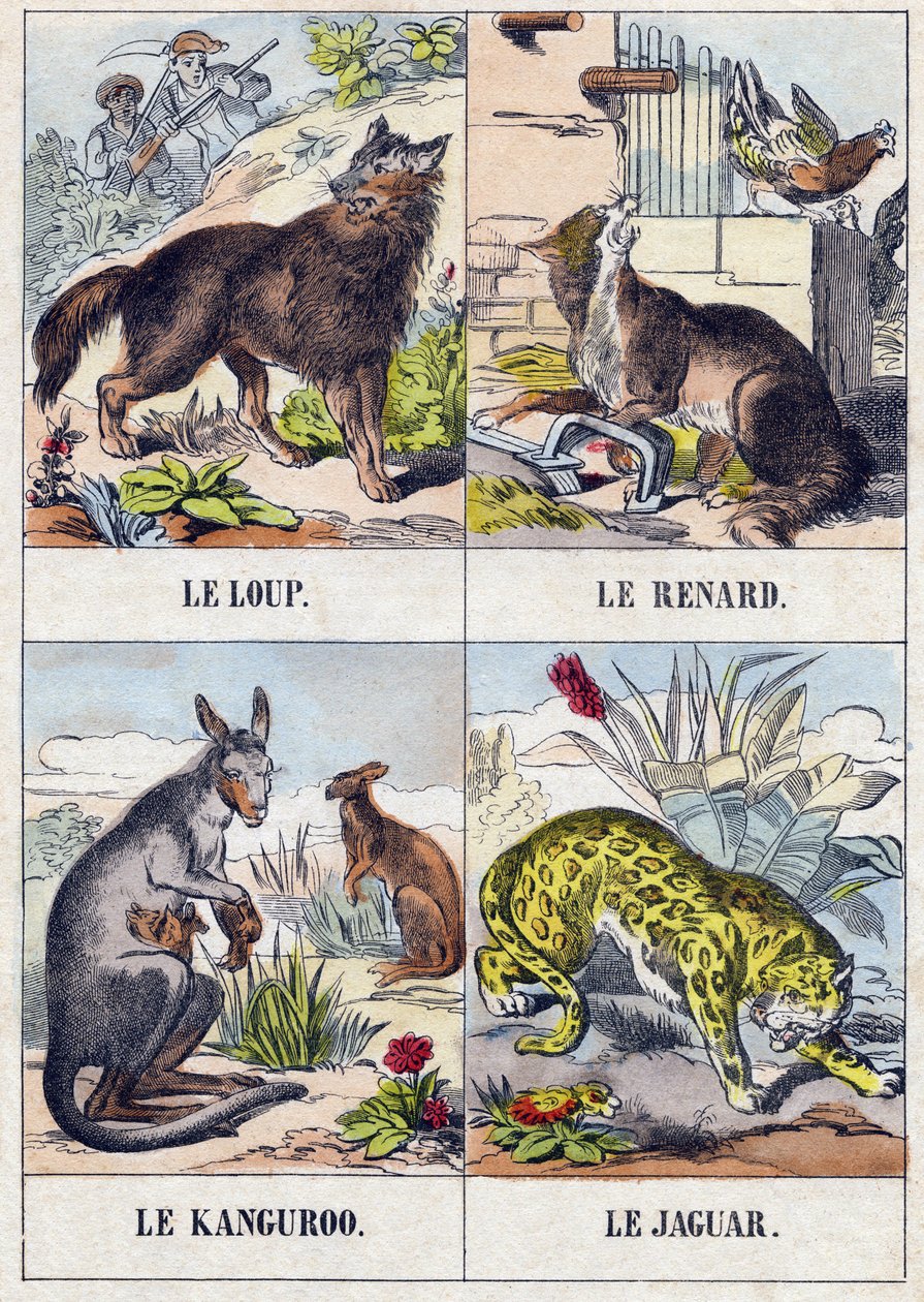 Lobo; Raposa; Kanguroo; Jaguar. Gravura em "Buffon Alphabet des Animaux". 3ª Série N 1. Imaging of Epinal, Epinal, final do século XIX. 16 páginas. Dim: 28x21cm de French School