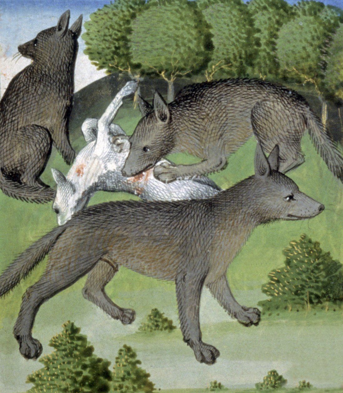Lobos de French School
