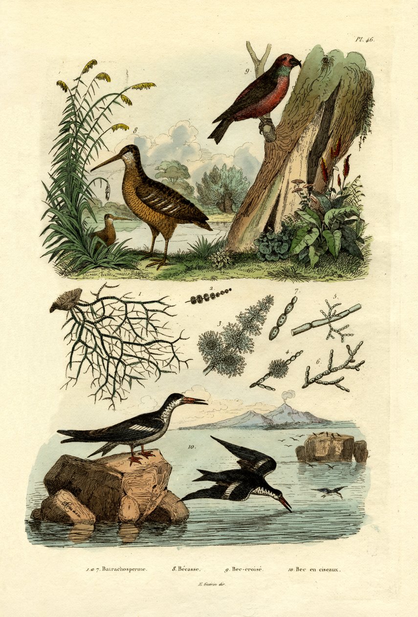 Galinhola, 1833-39 de French School