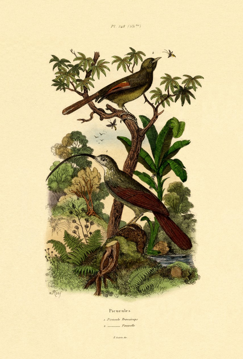 Arvoredo, 1833-39 de French School