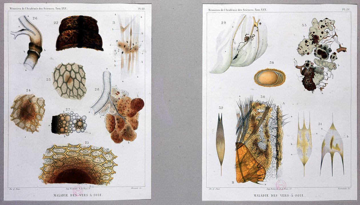 Trabalho sobre a doença do bicho-da-seda apresentado por Pasteur na Academia das Ciências. de French School