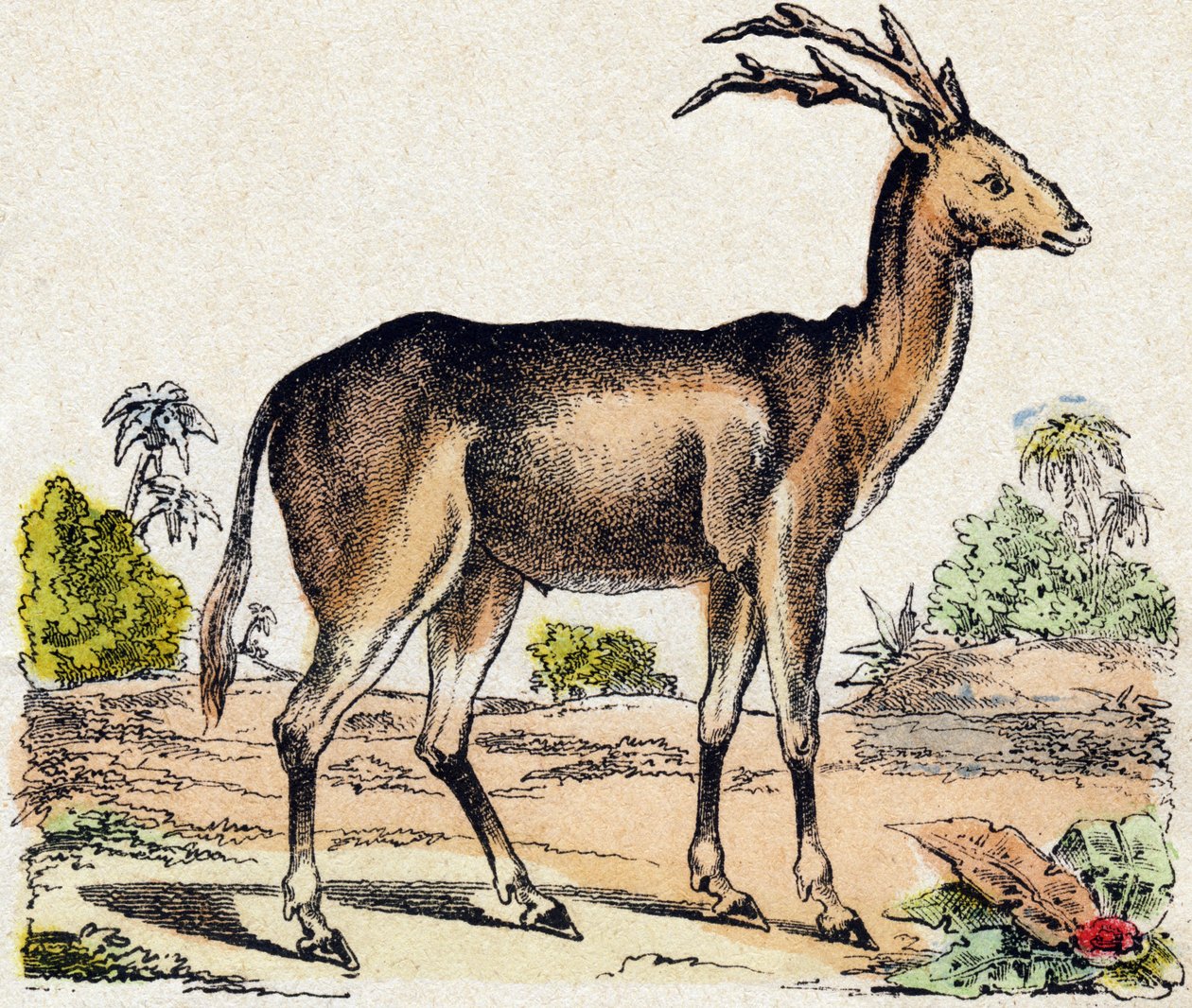 Xantarus. Gravura no "Alfabeto dos animaux sauvages". 9ª Série. Imagem de Epinal, Pellerin, impressora-editora, cerca de 1870. Gravura em madeira, stencilled. 16 páginas. Dimensões: 20 x 15 cm. Coleção Particular de French School