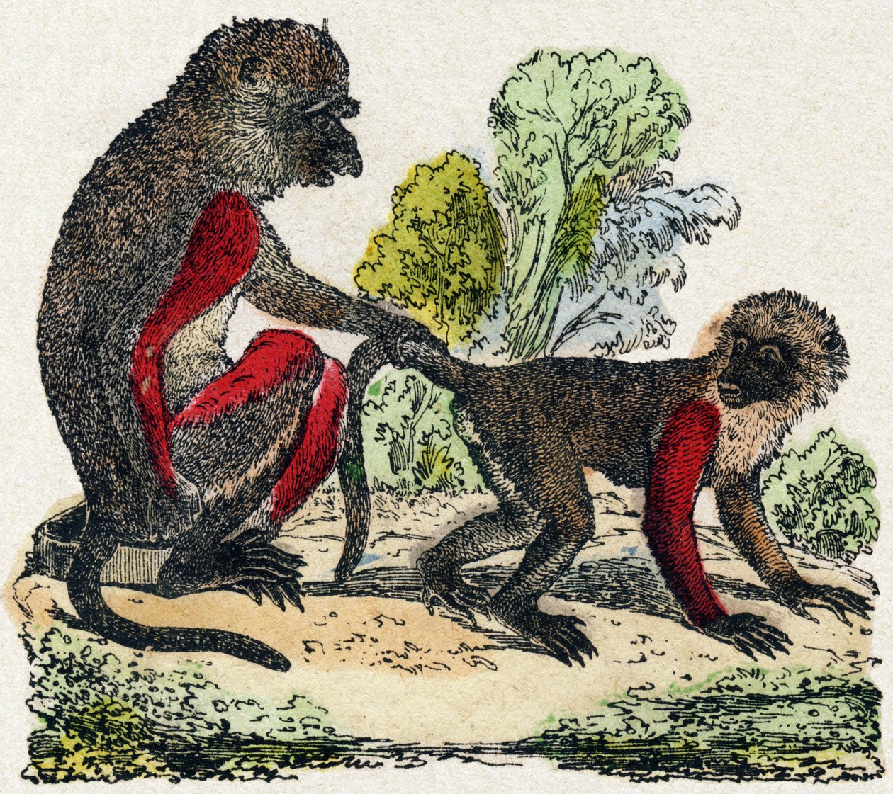 Yarques. Gravura em "Alfabeto dos animais sauvages". 9ª Série. Imagem de Epinal, Pellerin, impressora-editora, cerca de 1870. Gravura em madeira, stencilled. 16 páginas. Dimensões: 20 x 15 cm. Coleção Particular de French School
