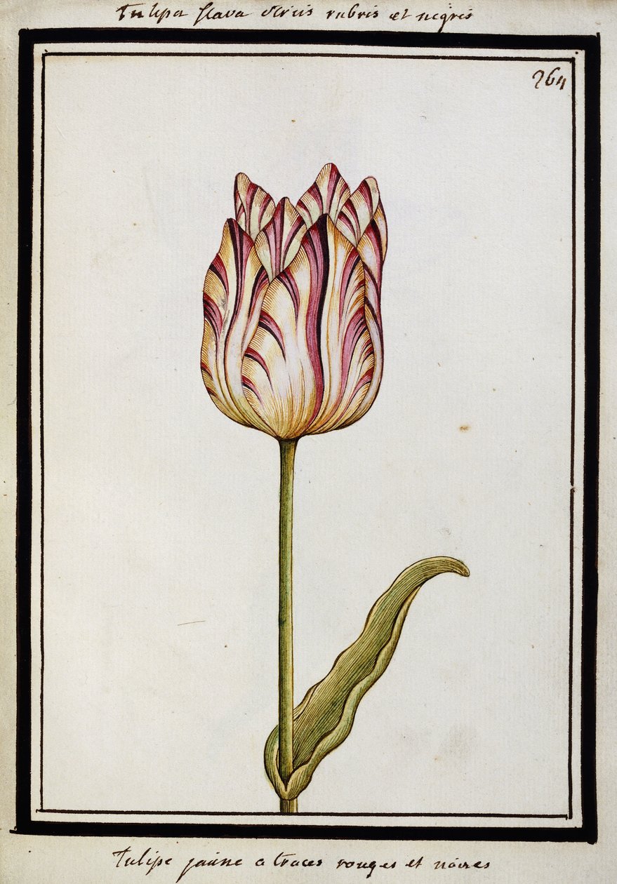 Tulipa amarela com listras vermelhas e pretas, c.1700 de French School