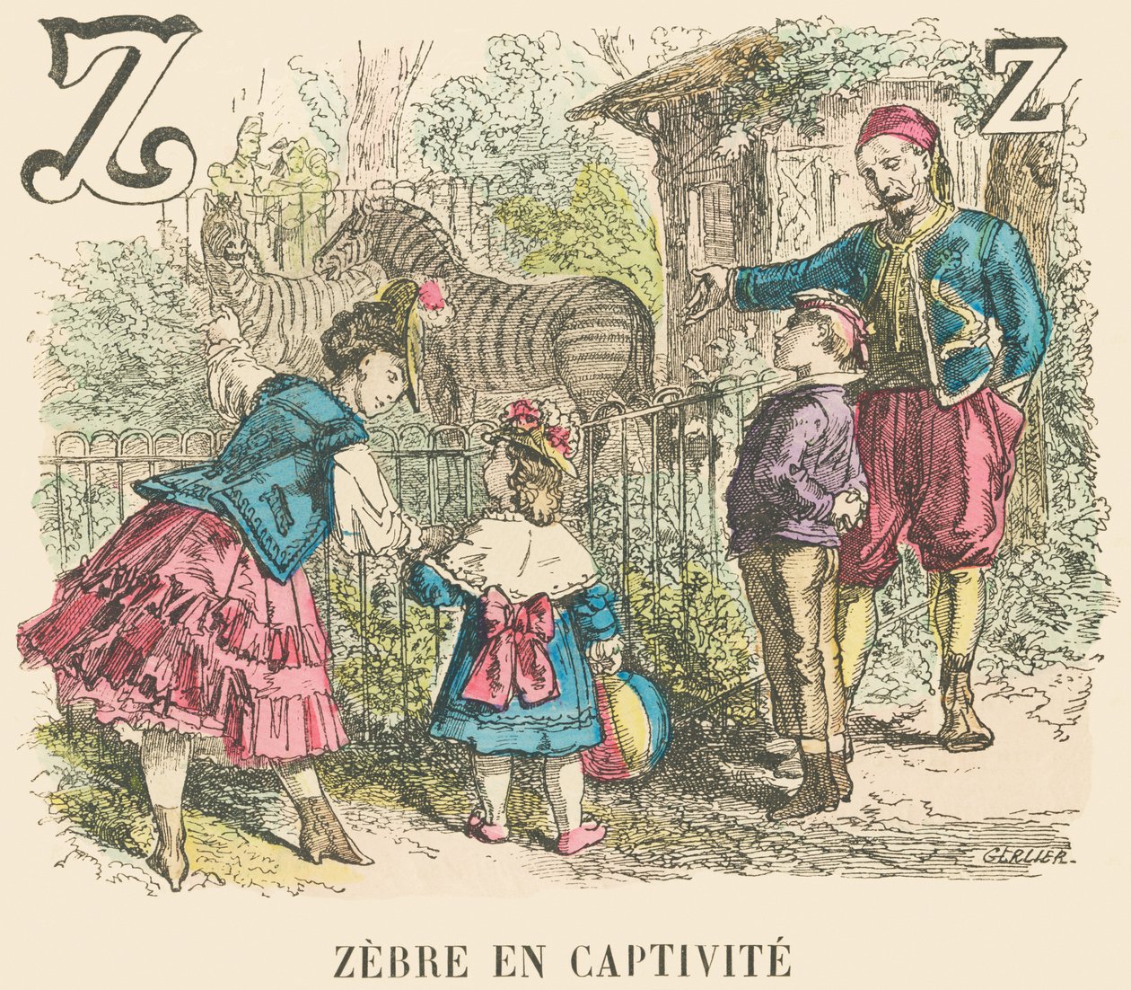 Z: Zebra em cativeiro de French School