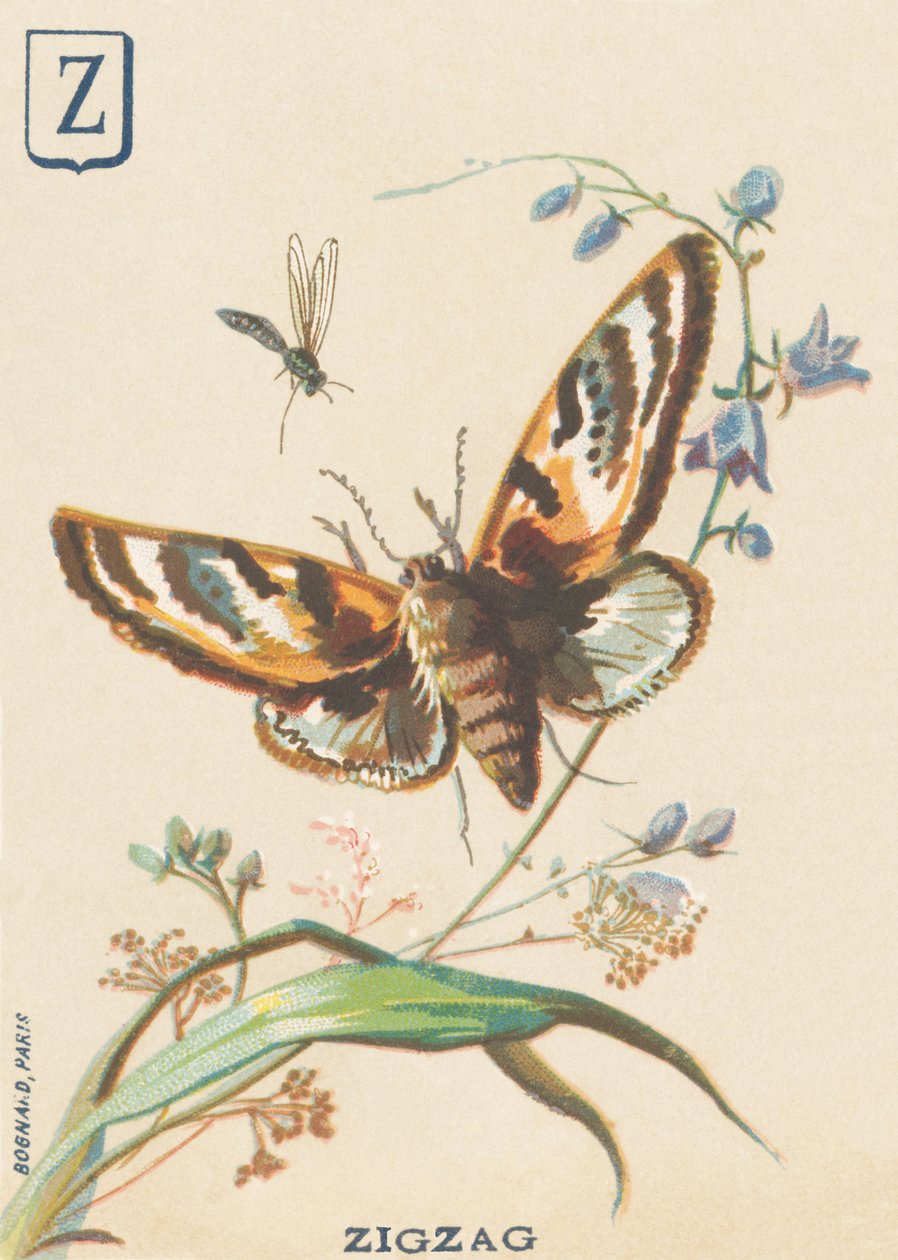 Z: Ziguezague (Lymantria dispar ou Bombyx diferente) de French School