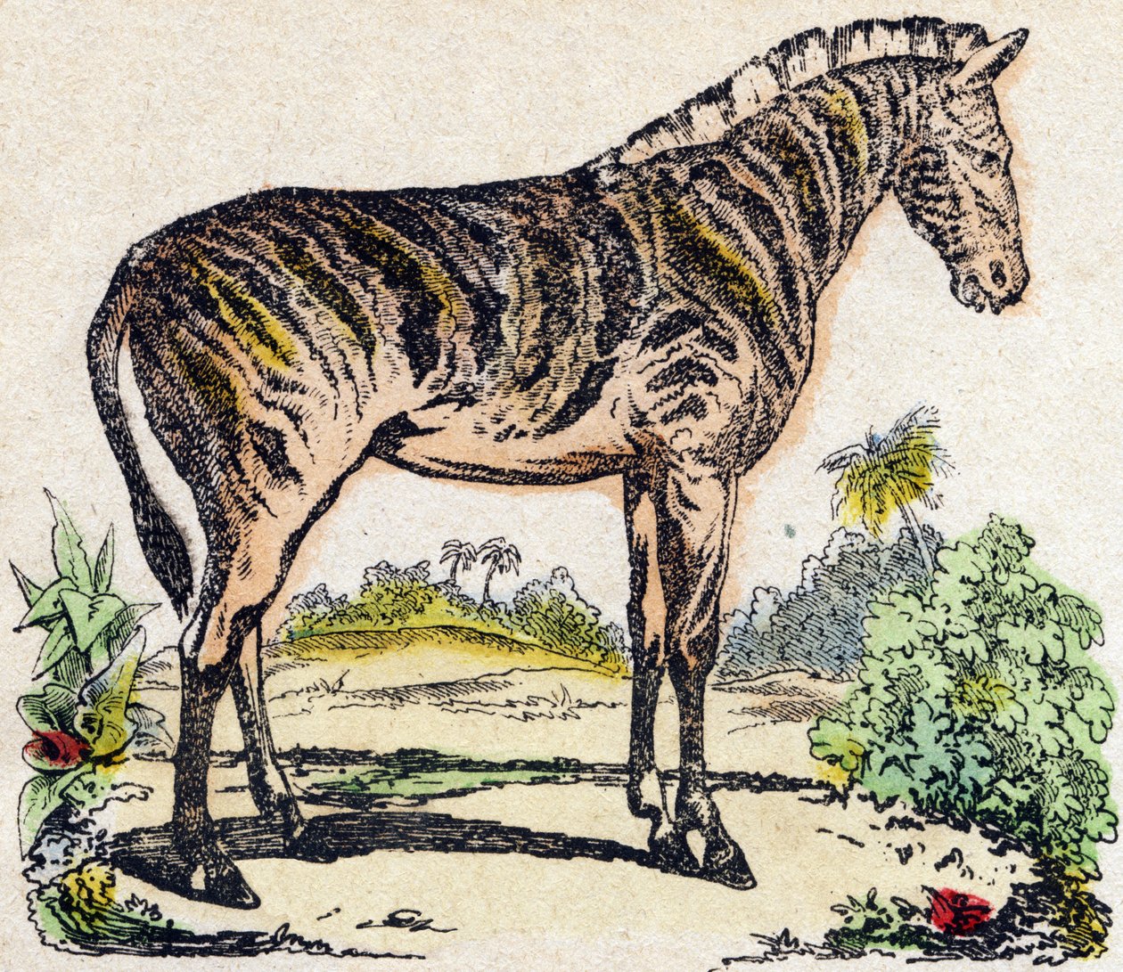 Zebra. Gravura no "Alfabeto dos animaux sauvages". 9ª Série. Imagem de Epinal, Pellerin, impressora-editora, cerca de 1870. Gravura em madeira, stencilled. 16 páginas. Dimensões: 20 x 15 cm. Coleção Particular de French School