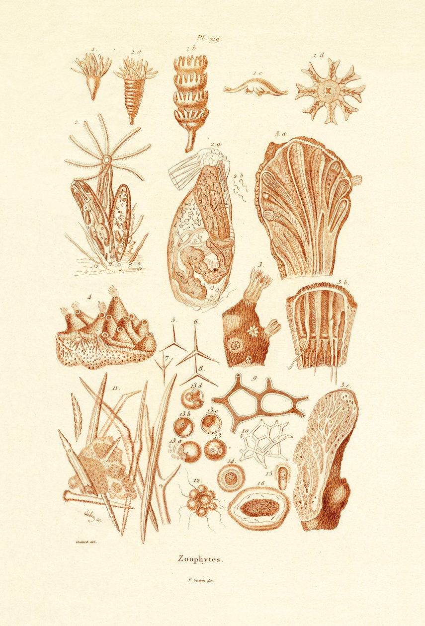 Zoófitos, 1833-39 de French School
