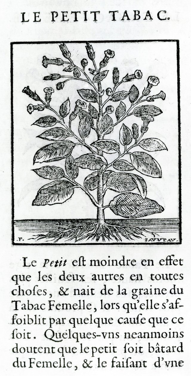 Veneno do tabaco, ilustração do discurso do tabaco por Jean Le Royer de Prade, 1671 de French School
