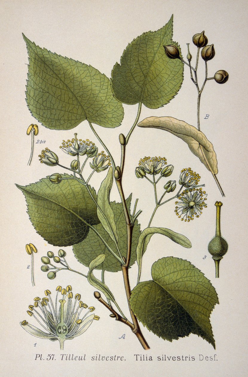 folhas da "Tilia Silvestris", um género de árvores de French School