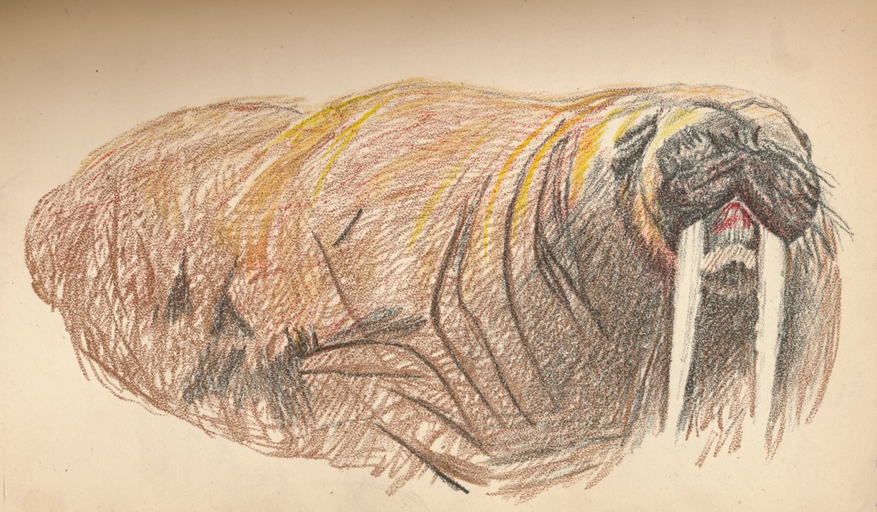 Sleepy and Cross, 12 de setembro de 1893. Pastel Sketch, 1893, 1897 de Fridtjof Nansen