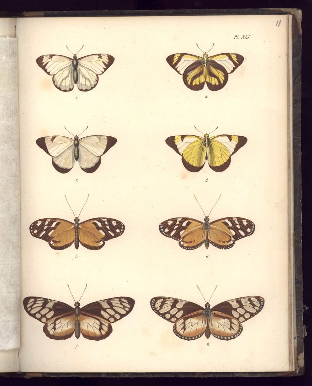 Lepidoptera, Pl.XLI, ilustração de, Coleção Comparativa de Zoologia e Anatomia Comparada, Parte II, por Al. Humboldt e A. Bonplant, Paris, 1821 (gravura a cores) de Baron Friedrich Alexander von Humboldt