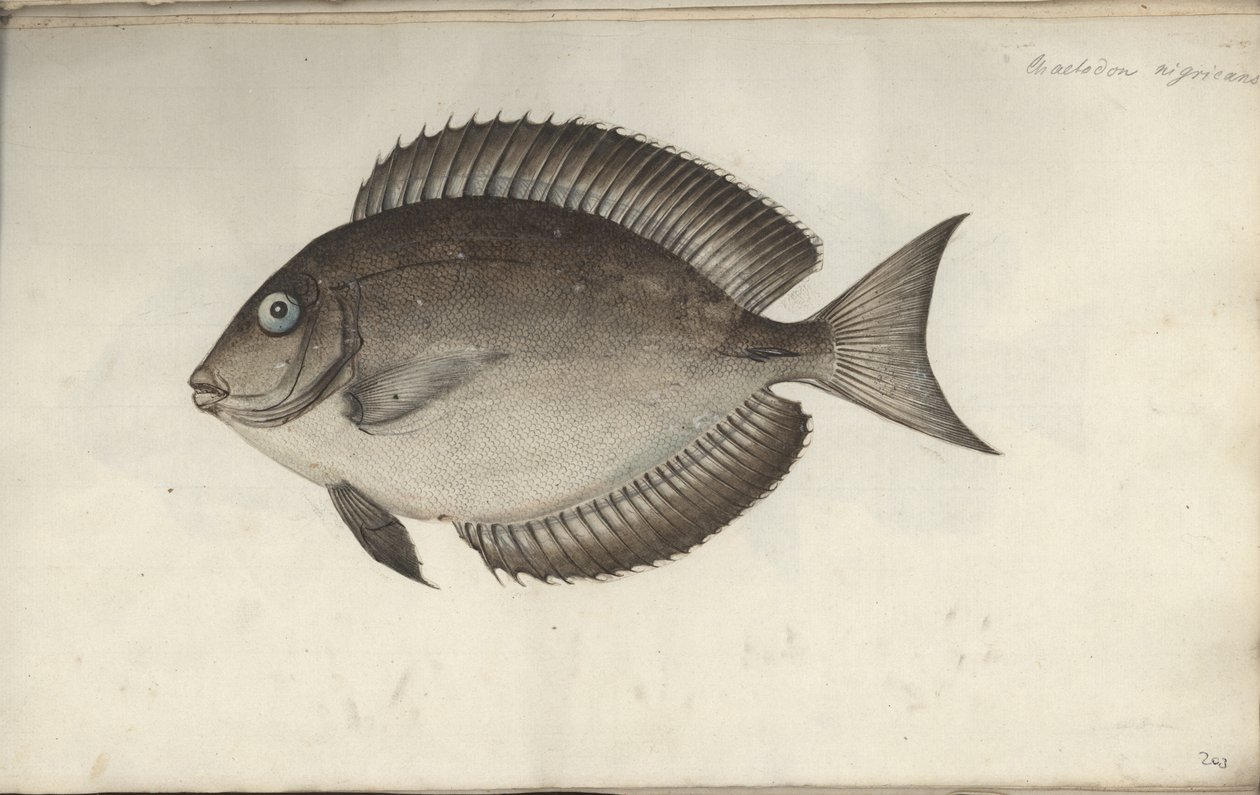 Chaetodon nigricans, antes de 1787 de Friedrich August Kruger