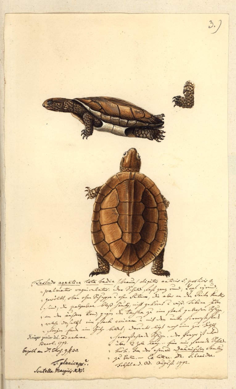 Platemys platicephala, 1793 (wc e caneta e tinta no papel) de Friedrich August Kruger