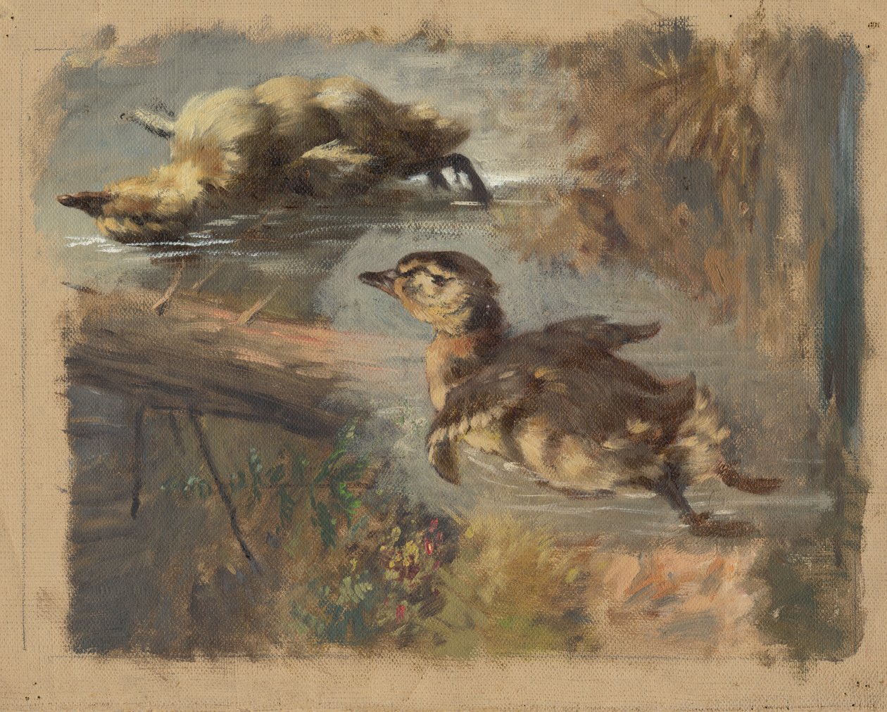 Estudo dos Patos na Água I de Friedrich Carl von Scheidlin