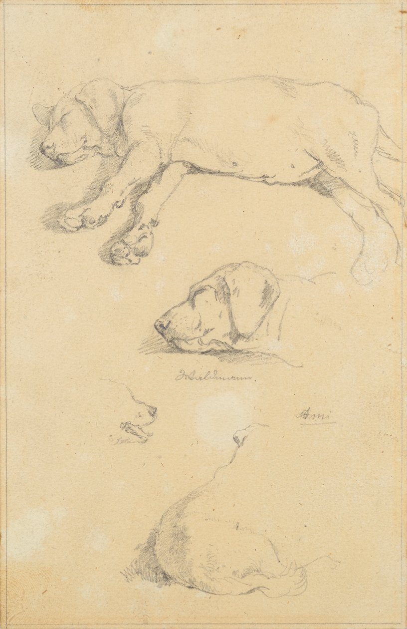 Estudos caninos: Waldmann e Ami de Friedrich August Mathias Gauermann