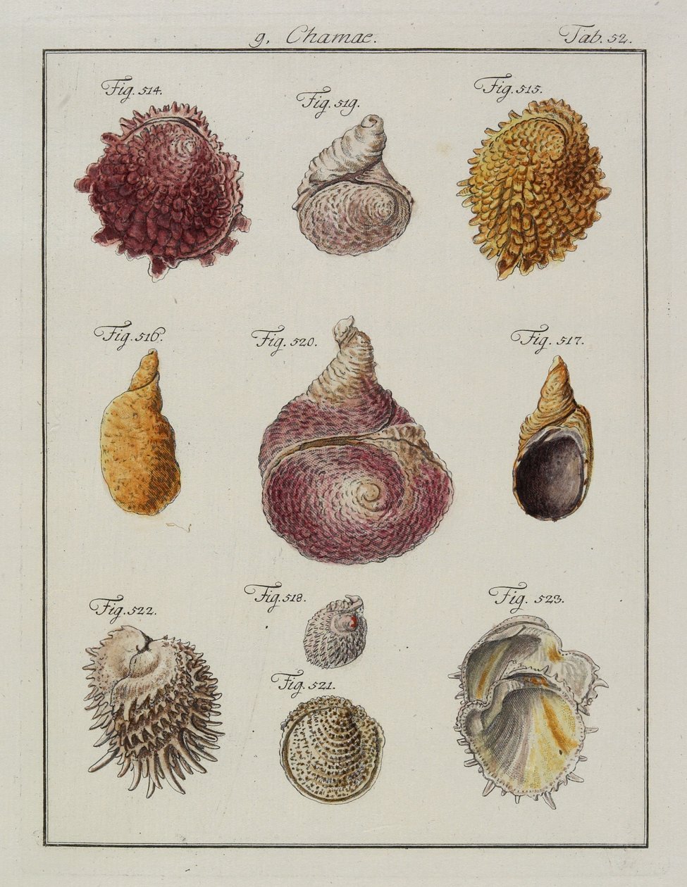 Conchas do mar: Chamae, Pinnae, de Neues systematisches Conchylien-Cabinet, 1784 (gravura e gravação à mão) de Friedrich Heinrich Wilhelm Martini