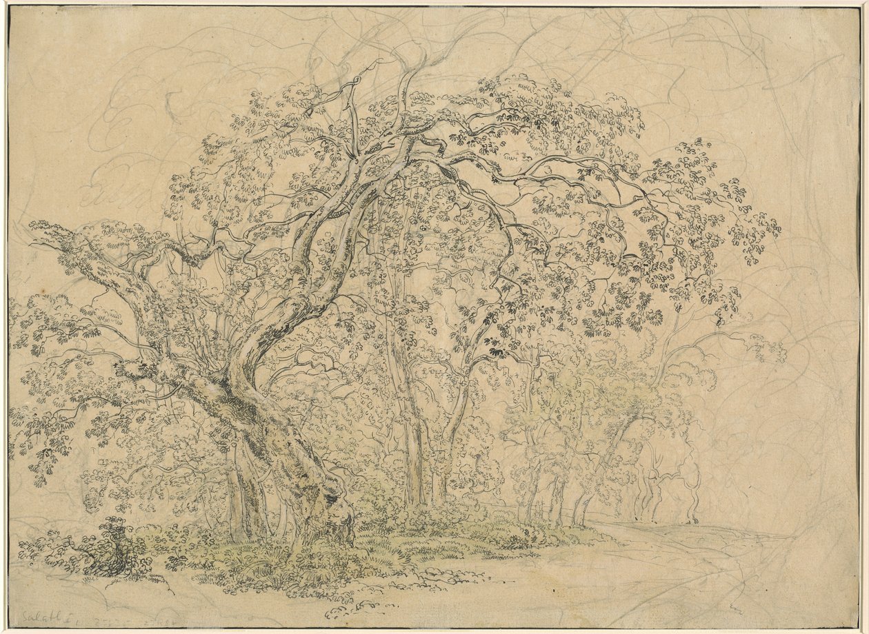 Bosque das Árvores [verso] de Friedrich Salathé