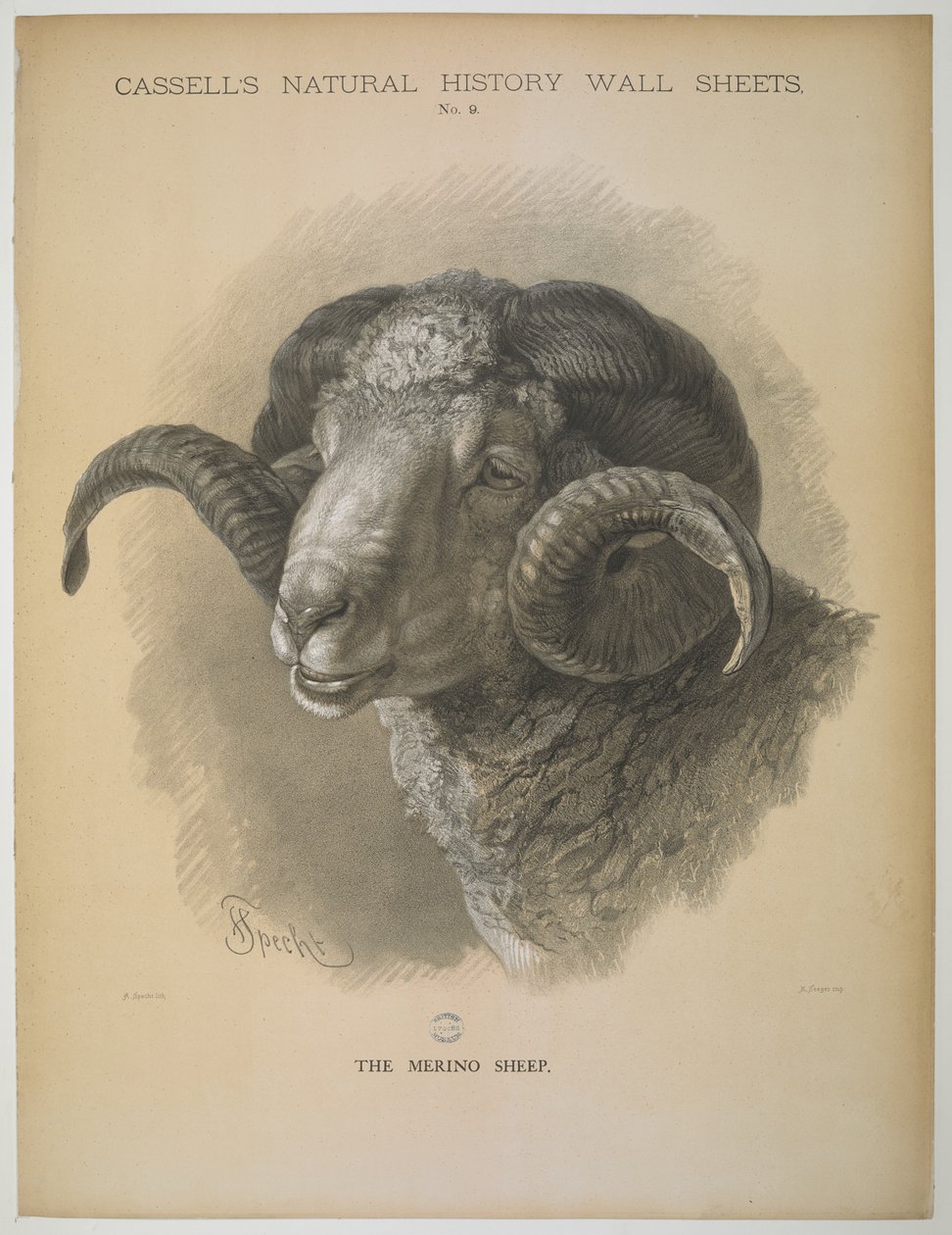 The Merino Sheep, de 