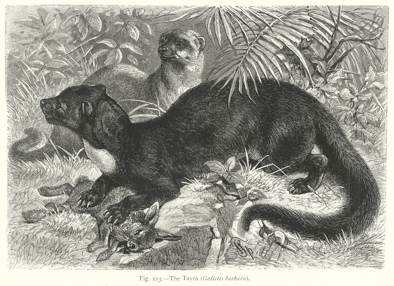 A Tayra (Galictis Barbara) (gravura) de Friedrich Specht
