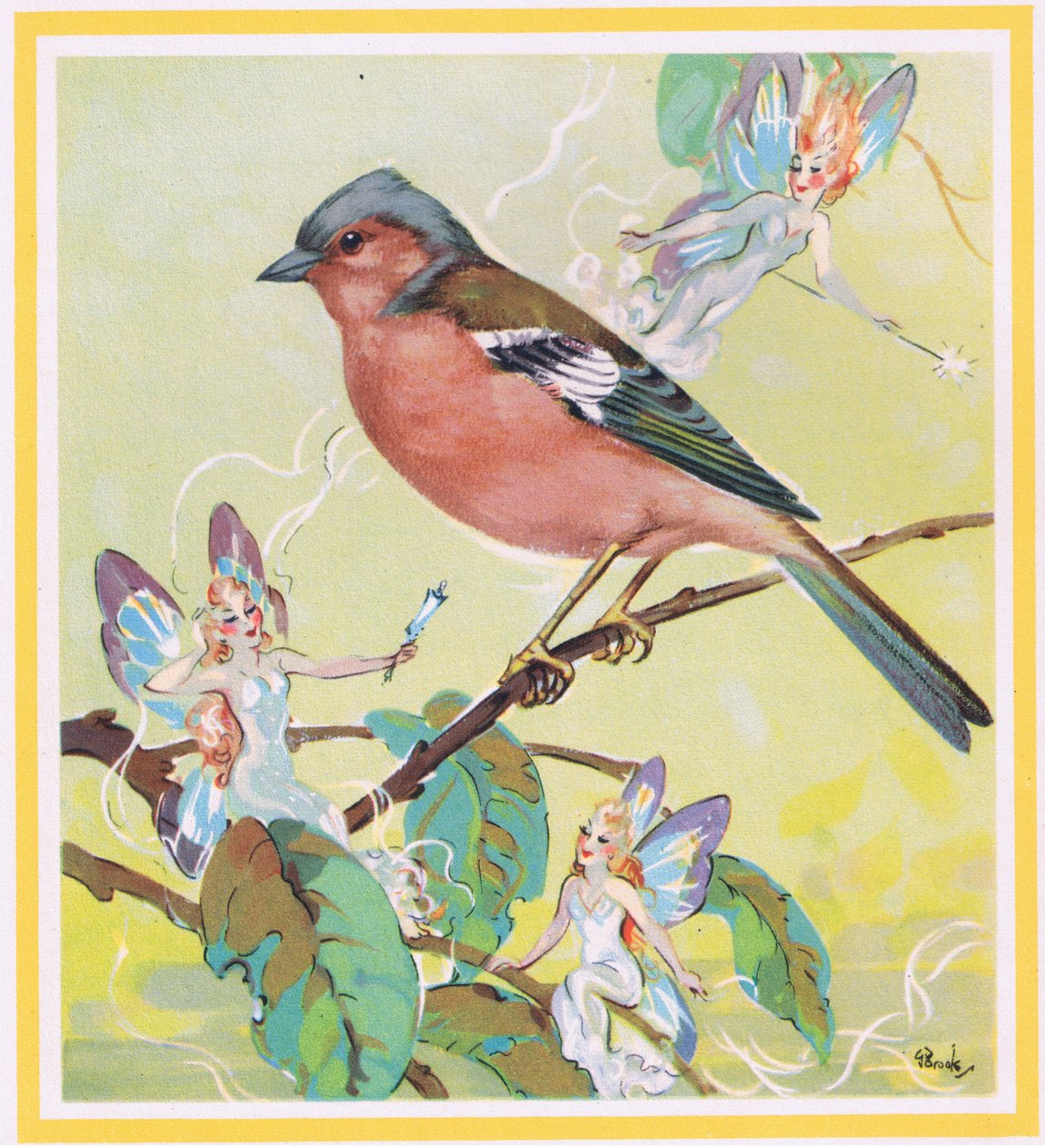 Tentilhão de G. Brooks