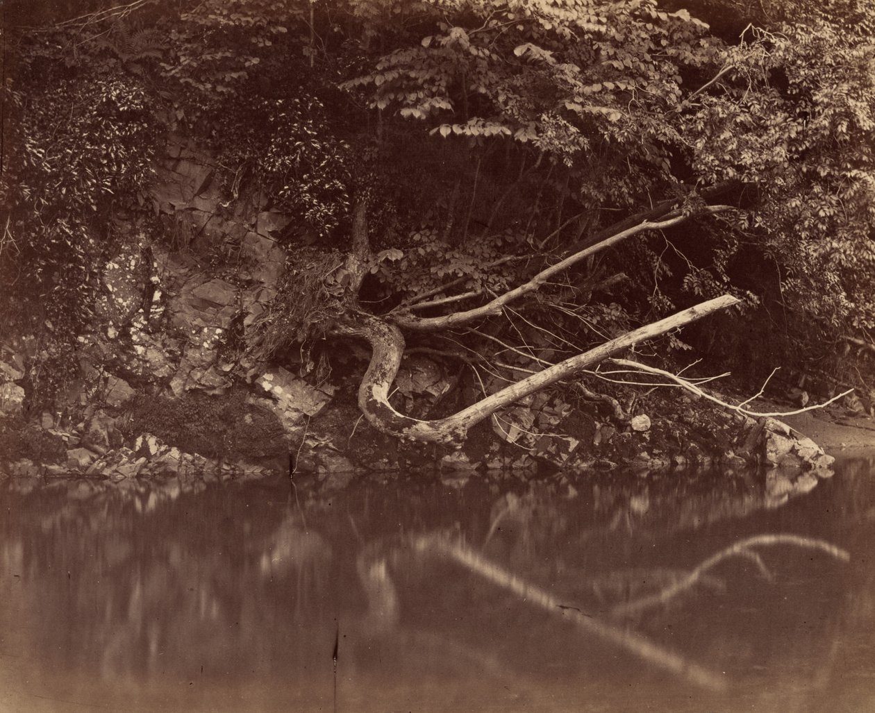 Margem do rio no Vale de Neath, c. 1855 (foto) de G.B. Gething