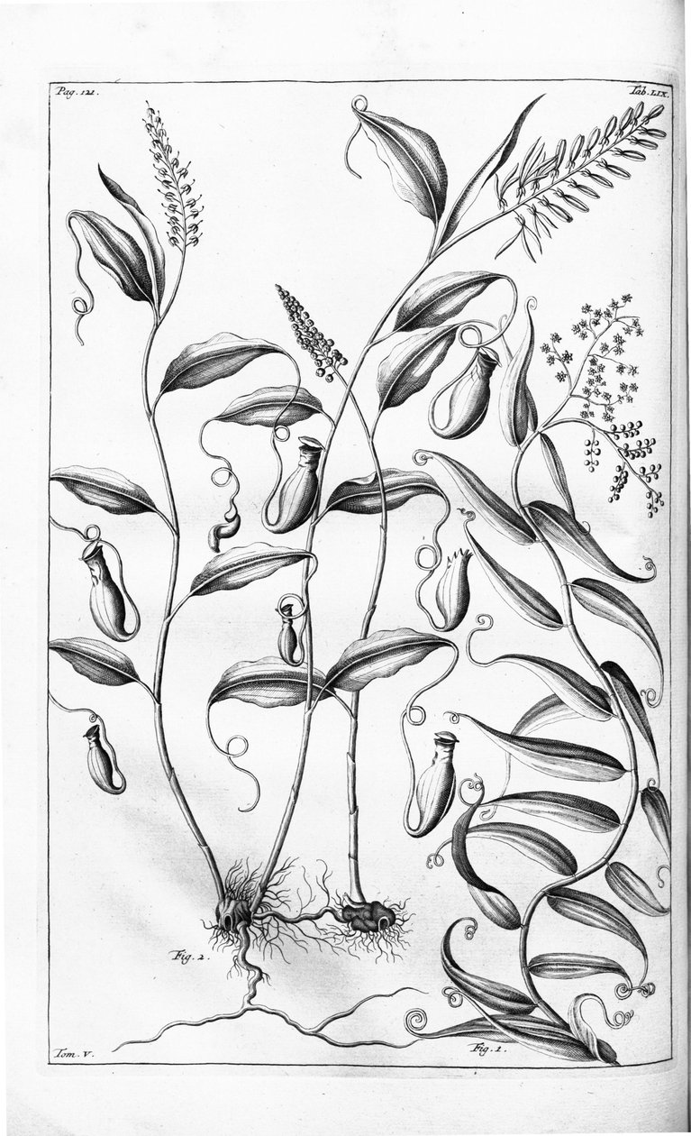 Cantharifera e Flagellaria indica do Herbarium amboinense, de G.E. Rumphius