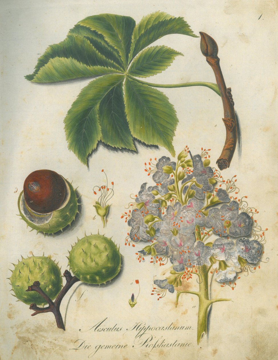 Castanha-da-Índia (Aesculus hippocastanum) de G.F. Abel I. D. Reiter
