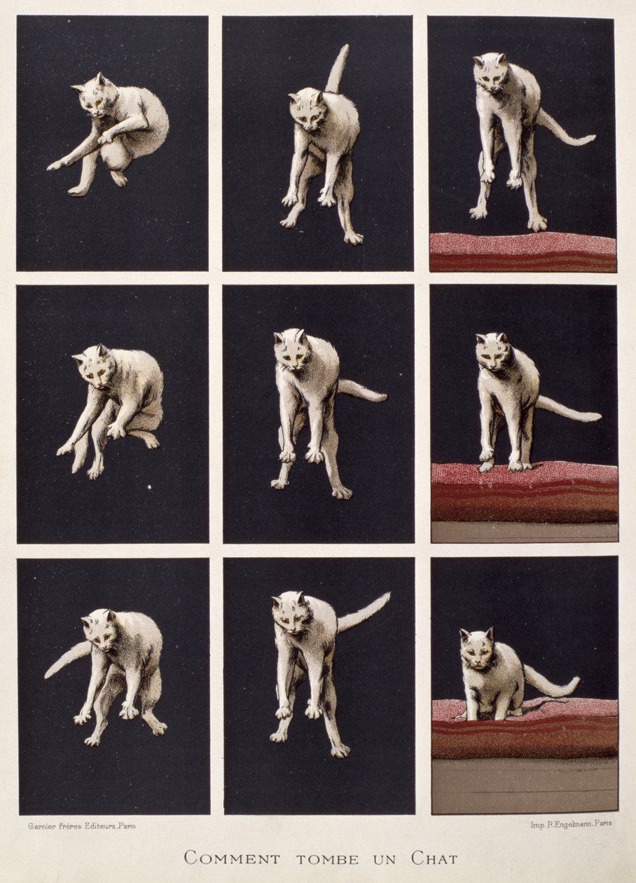Cat Falls, das últimas maravilhas da ciência por Daniel Bellet (chromolitho) de G. Lasellaz