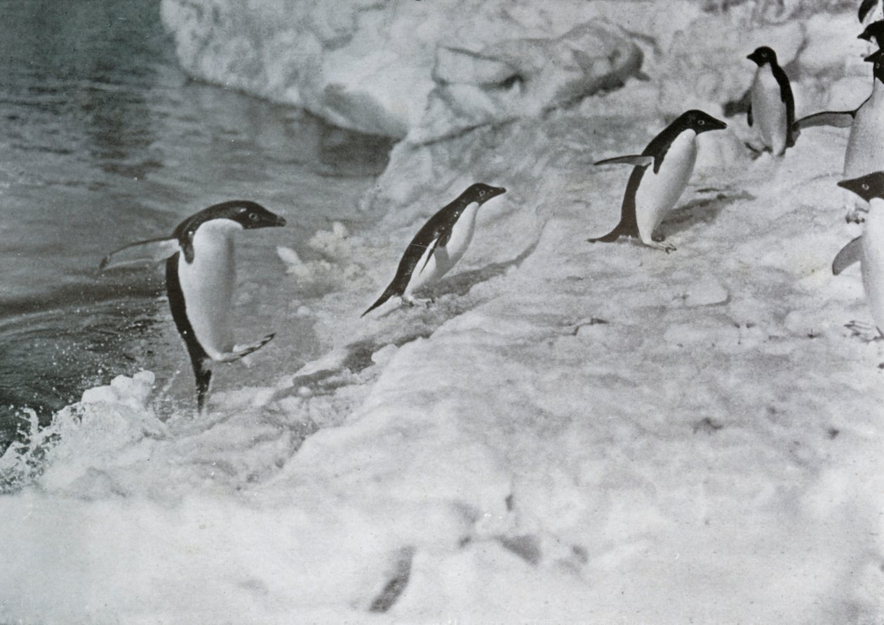 Pinguins pulando no pé de gelo, c1911, 1913. de G. Murray Levick