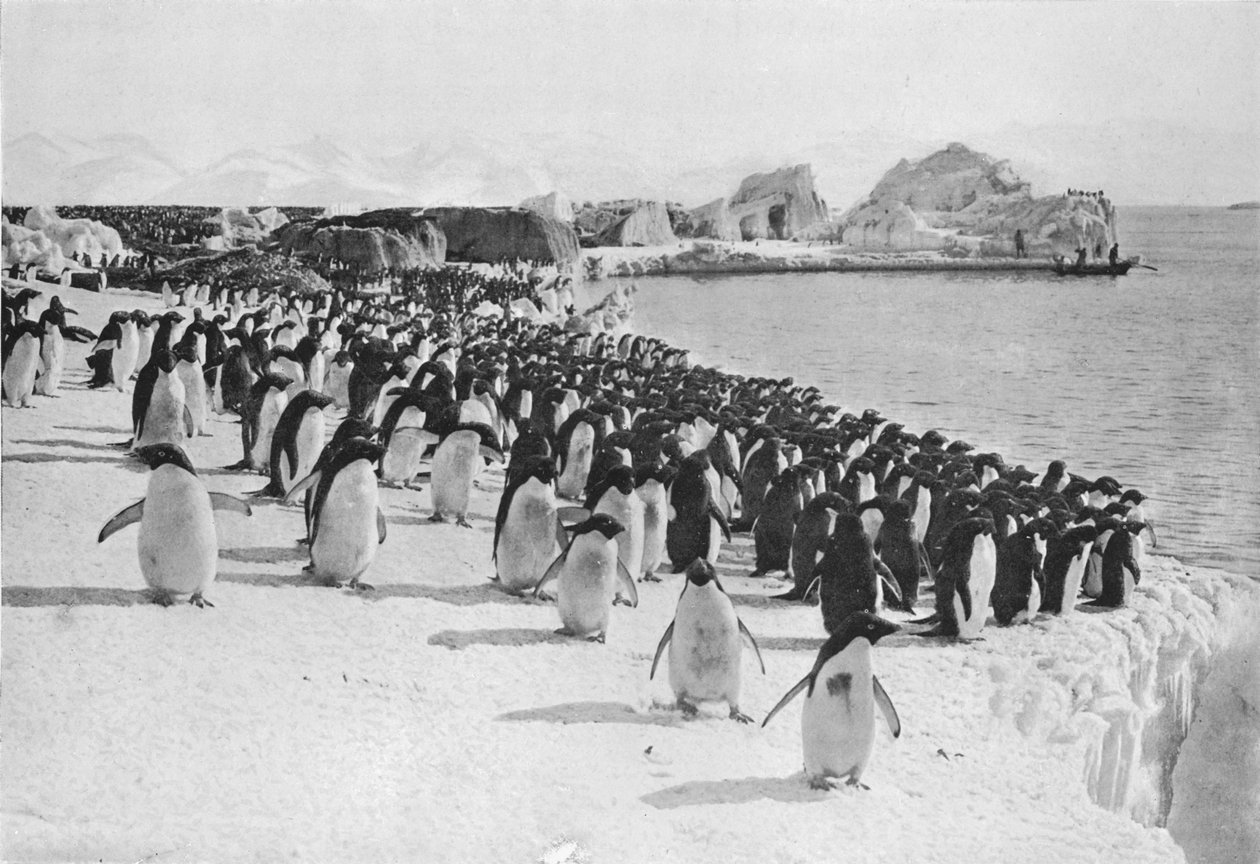 Passeio dos pinguins, c1911, 1913. de G. Murray Levick