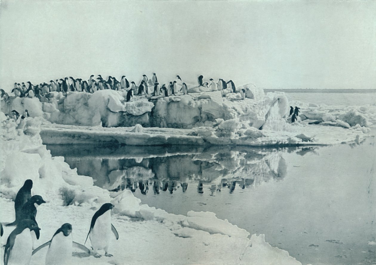 Pinguins no Pé de Gelo, c1911, 1913 de G. Murray Levick