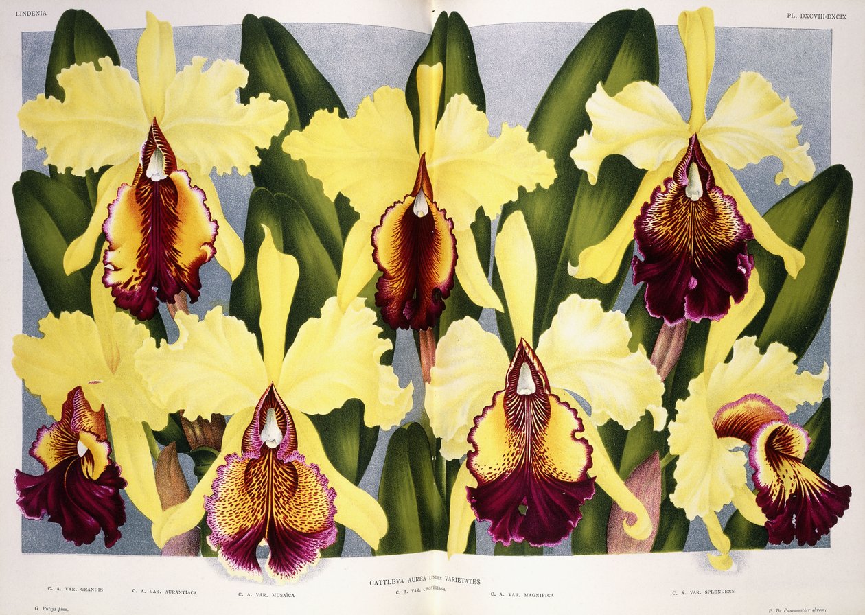 Variedades da orquídea Cattleya, 1885-1903 de G. Putzys