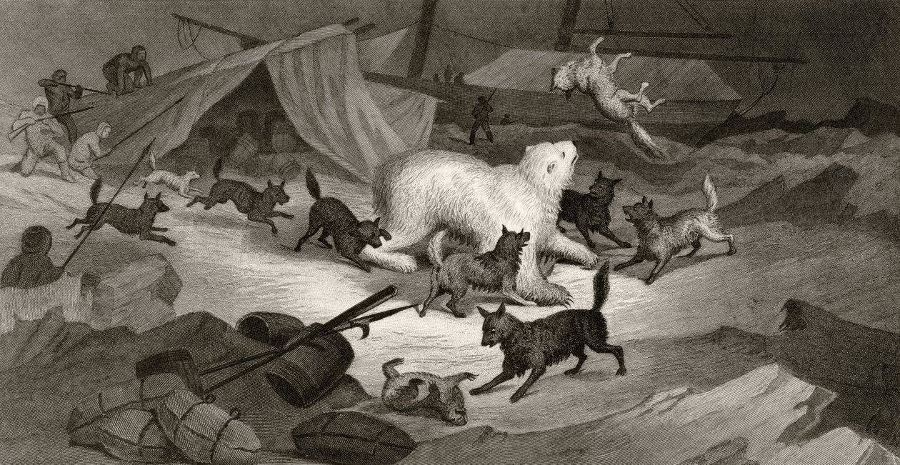 Caça ao Urso, gravada por JC McRea, de &39;Explorações Árticas nos Anos de 1853, 54, 55&39;, Volume I, do Doutor Elisha Kent Kane (1820-57), publicado em Filadélfia, 1856 de G. White