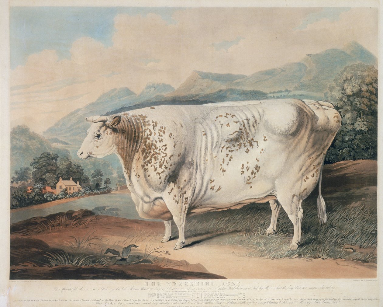 O Yorkshire Rose, gravado por C. Turner (fl.1773 -1857) 1838 de G. after Horner