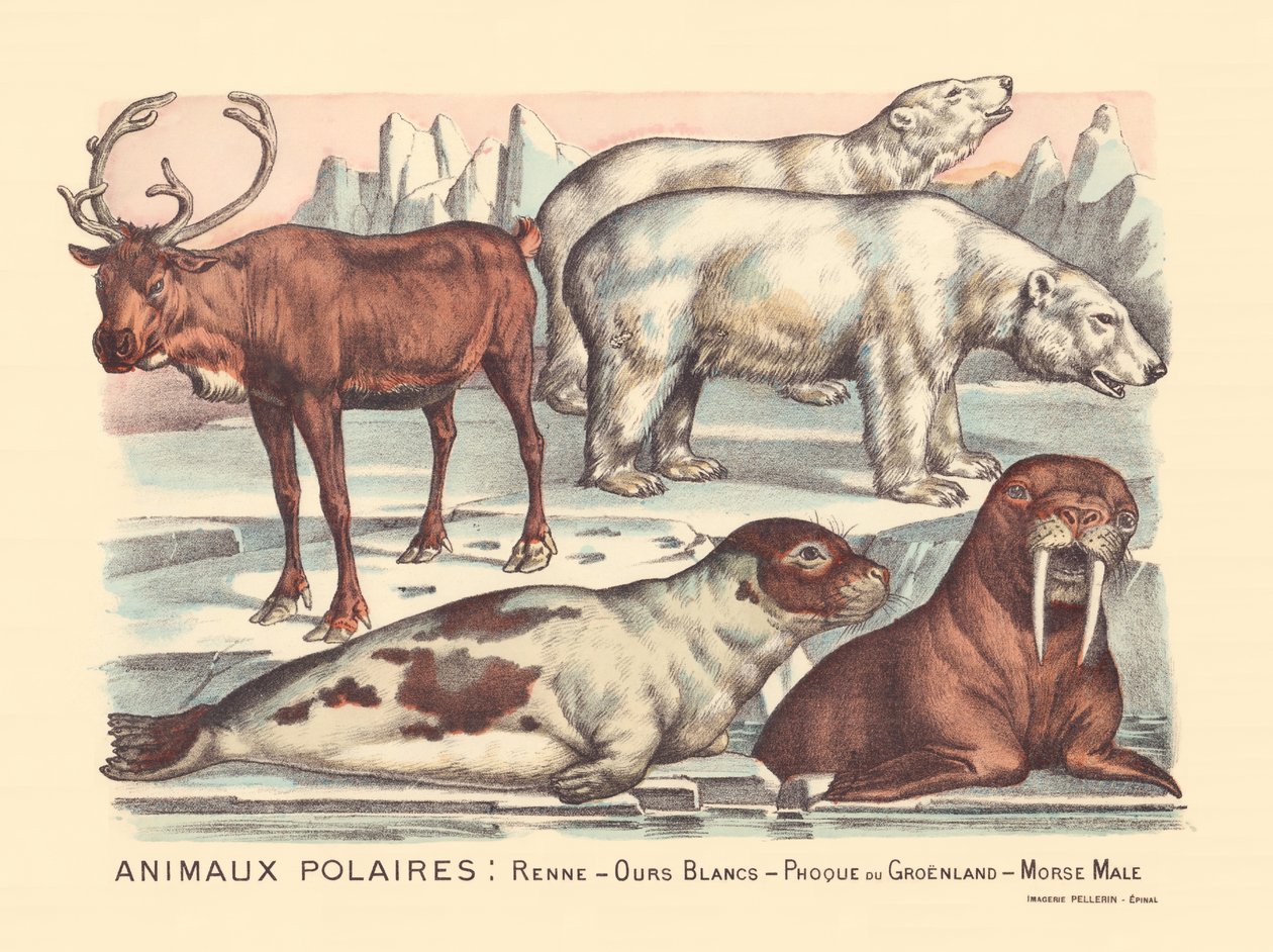 Página 14: Animais polares: renas, ursos polares, foca harpa, morsa macho de Gabriel Gostiaux
