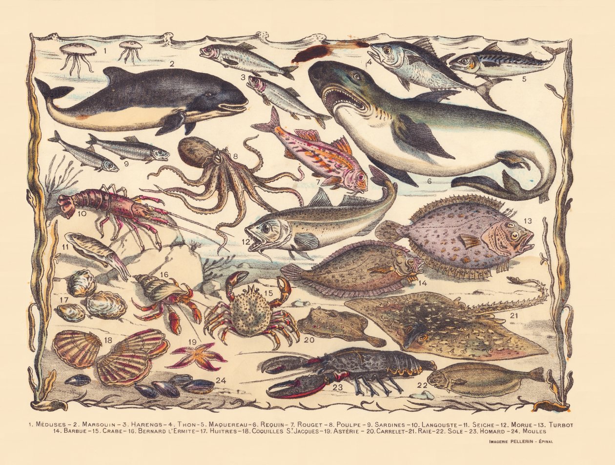 Página 16: Medusa, toninha, arenque, atum, cavala, tubarão, tainha, polvo, sardinha, lagosta, choco, bacalhau, pregado, barba, caranguejo, ermitão, ostras, vieiras, asteria, azulejo, raia, linguado, lagosta, mexilhões de Gabriel Gostiaux