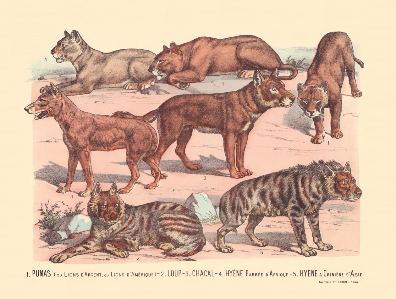 Página 13: Pumas ou leões de prata ou leões americanos Lobo, chacal, hiena barrada africana, hiena de juba asiática de Gabriel Gostiaux