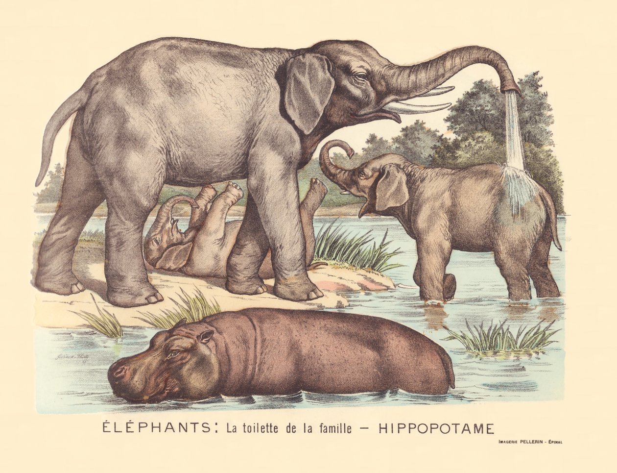 Página 7: Elefantes: a casa de banho da família Hippopotamus de Gabriel Gostiaux
