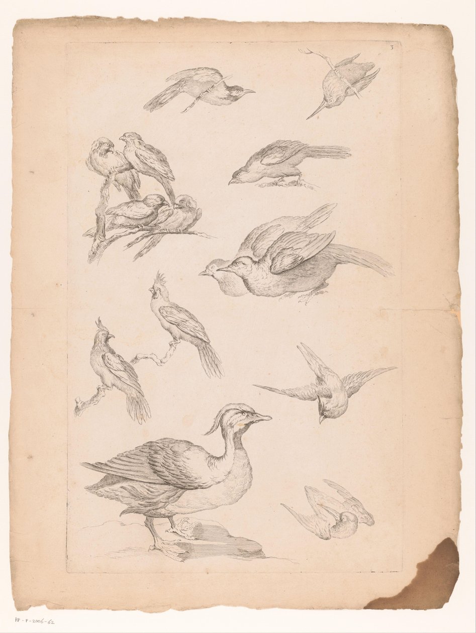 Quatorze aves chinesas, incluindo patos e martins-pescadores Vários pássaros chineses (título da série) Livre des differentes éspeces d