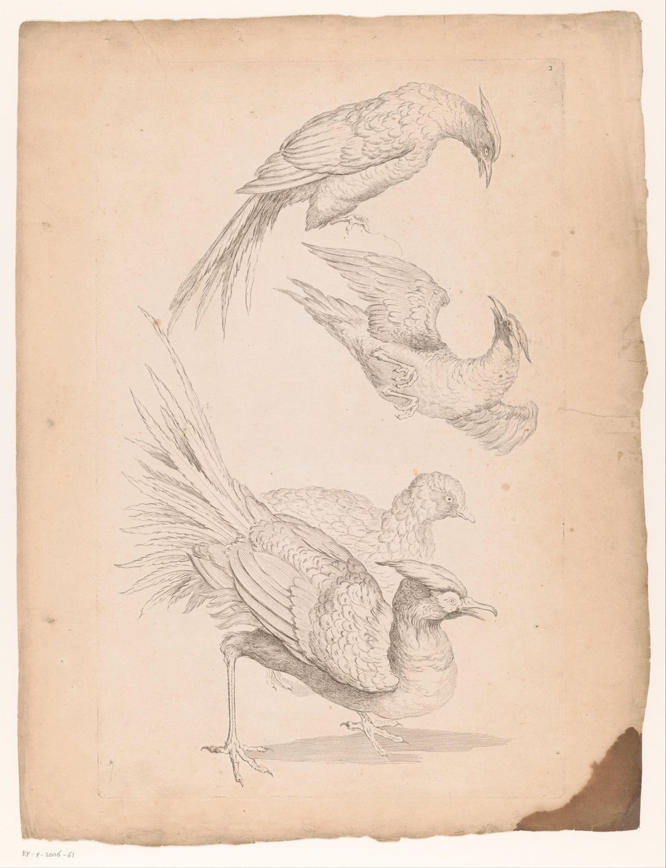 Quatro aves chinesas, possivelmente aves do paraíso
Várias aves chinesas (título da série)
Livre des differentes éspeces d