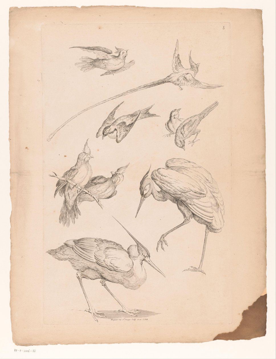 Nove aves chinesas, incluindo uma garça e possivelmente aves do paraíso
Várias aves chinesas (título da série)
Livre des differentes éspeces d