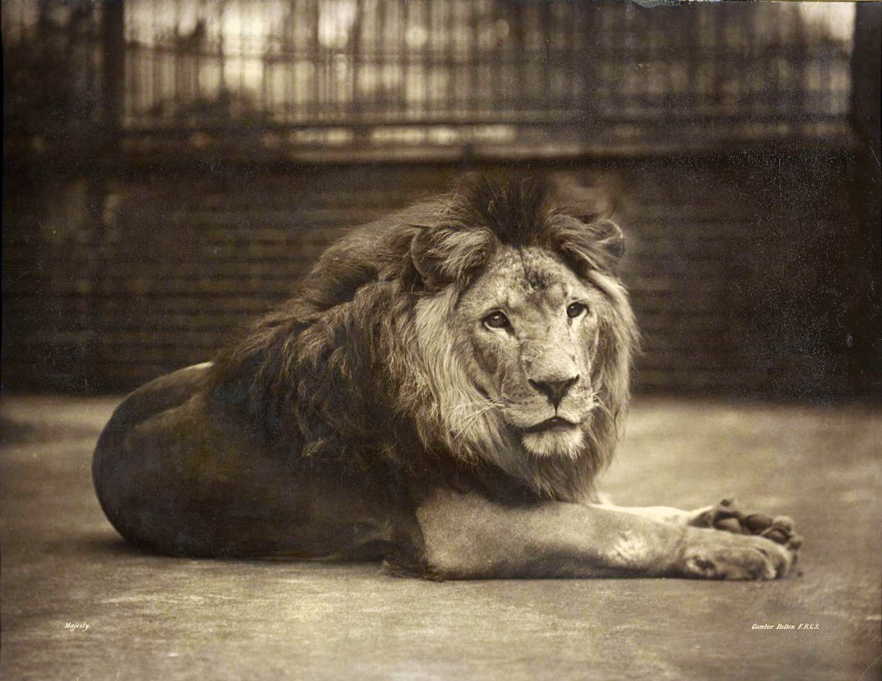 Retrato da Majestade, c.1890 de Gambier Bolton