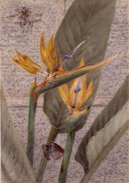 Para Strelizia Lily de General John Chamberlayne